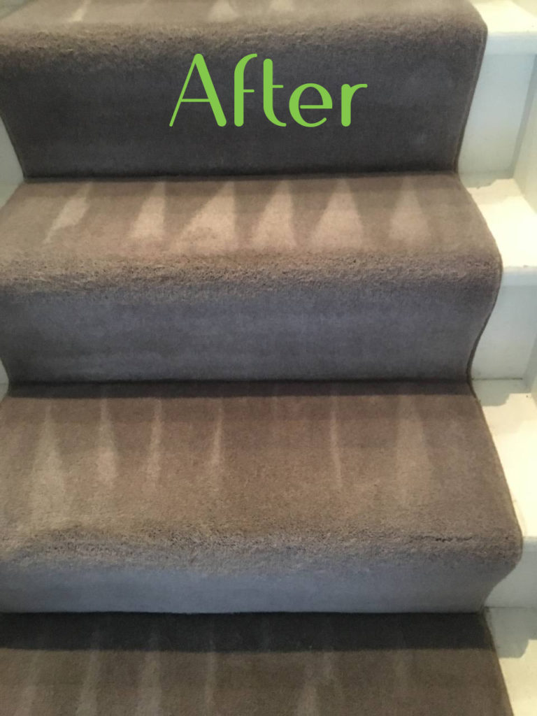 Professional carpet cleaning services